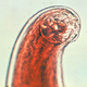 <h3>"I never thought I would say this, but after having to interact with Adam Carolla for two months, I long for the days when I was living in human shit."</h3>
<p>&#8211; Necator americanus</p>